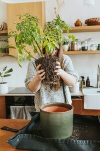 A woman pulling a potted plant out of a planter is like the results you get from a trauma therapist Port Jefferson