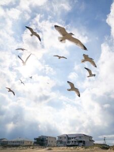 Birds flying through the sky over a trauma counselor near me office